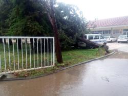 Требиње: Вјетар рушио стабла из коријена