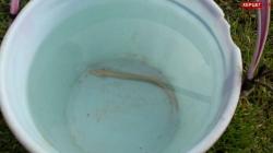  Требиње: Љубо Гуровић у Засад пољу пронашао човјечију рибицу (ФОТО)