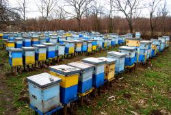 Ниске температуре задају главобољу пчеларима: Хладноћа пустоши кошнице