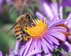 JAVNI POZIV – Dodjela pčelarskih paketa