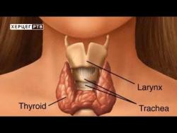 Штитна жлијезда: Откријте сами прве знакове болести (ВИДЕО)
