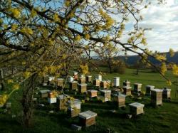 Željko Bajović: U Hercegovini je oko 200 vrsta samoniklog ljekovitog bilja što ovdašnji med čini posebnim
