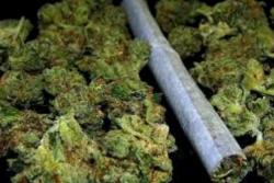 Kod Nikšićanina pronađeno 9 kilograma marihuane