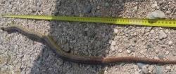 Hercegovci ubili jednu od najdužih zmija u Evropi