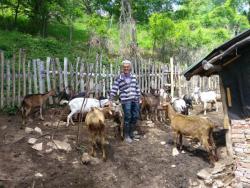 Fočanski samotnjak Vito: Živi bez struje u šest kvadrata, drži koze i sanja da obnovi đedovinu (FOTO)