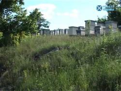 Градина, иако велика самује (ВИДЕО)