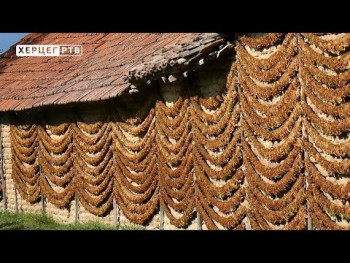 Prepolovljena sadnja duvana u Ljubinju (VIDEO)