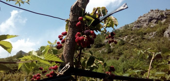 Agrarni fond Trebinje: Za 16 mjeseci podržali više od 400 poljoprivrednika