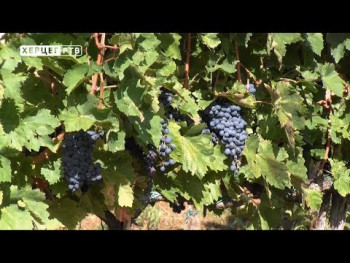 Plamenjača ugrozila rod u vinogradima (VIDEO)