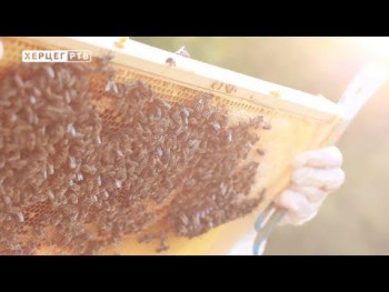 Izuzetno dobra godina za pčelare (VIDEO)