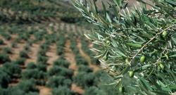 Удружење Требињаца „Јован Дучић“ у Београду поклања 100 маслина Пребиловцима