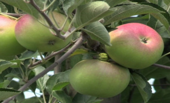 Тешко је наћи раднике за бербу воћа