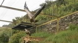 Prvi bjeloglavi sup iz Uvca stiže u Trebinje