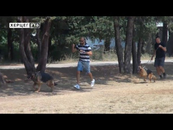 Зана Фидбек и Гари, њемачки овчари из Требиња, спремни за свјетске изложбе (ВИДЕО)