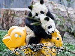 Најслађе мјесто на свијету – дневни центар за панде (ВИДЕО)