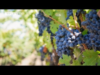 Аграрни фонд: Припреме за бербу и прераду грожђа (ВИДЕО)