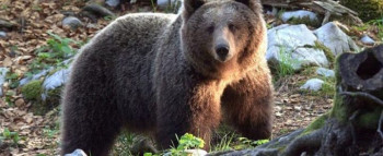 Gacko: Medvjedi sve bliže naseljima
