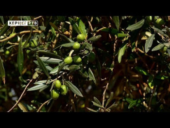 Agrarni fond Trebinje pokreće rasadničku proizvodnju mediteranskog voća (VIDEO)