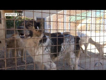 Trebinjski azil uskoro dobija licencu za izvoz pasa u EU (VIDEO)