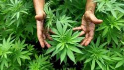 U Nevesinju otkriven zasad indijske konoplje