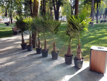 У градском парку у Требињу почела садња дрвећа и украсних грмова