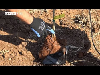 Сазнајте како правилно посадити дрво маслине (ВИДЕО)