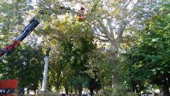 Trebinje: Počela sanacija starih stabala u centru grada