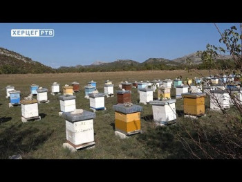 Пчеларство 'Пажин' са Зубаца ускоро добија сертификат органског производа (ВИДЕО)