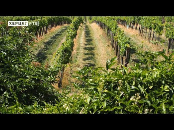 Rana rezidba u hercegovačkim vinogradima (VIDEO)