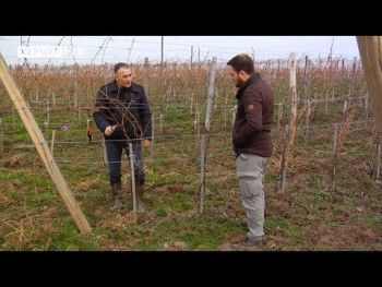 Рана резидба у херцеговачким виноградима (ВИДЕО)