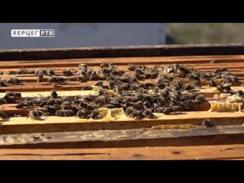 Одлична година за херцеговачке пчеларе (ВИДЕО)