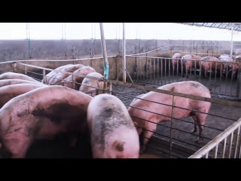 Свиње изузетно осјетљиве на температурне промјене (ВИДЕО)