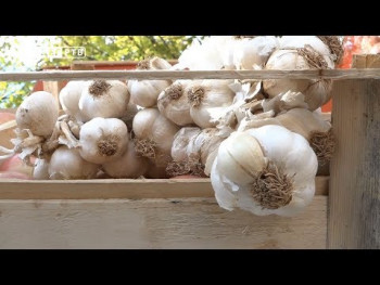 Agrarni fond: Kupujte domaći bijeli luk (VIDEO)
