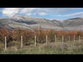 Radovi koji slijede u voćnjaku i vinogradu (VIDEO)