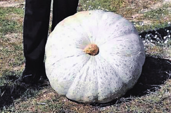 Тиква тешка преко седамдесет килограма