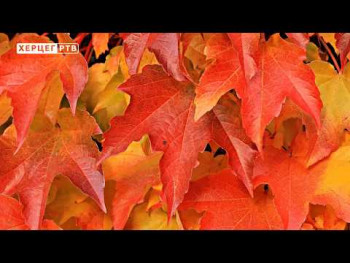 Radovi koji slijede u voćnjaku i vinogradu (VIDEO)