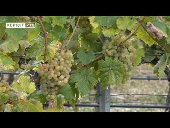Osnovni oblici uzgoja vinove loze (VIDEO)