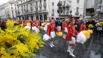Јубиларни 50. празник мимозе почиње 1. фебруара