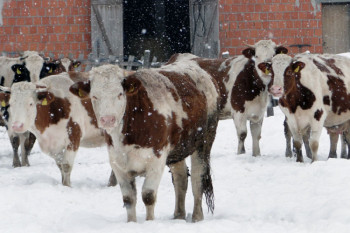 Сточарство у животу држи само неколико фарми