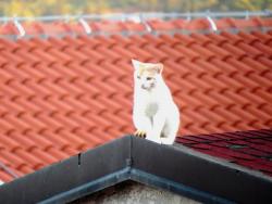 ФОТО ВИЈЕСТ: Мачак на усијаном крову