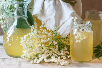 Ljekovita biljka: Pet činjenica koje niste znali o zovi