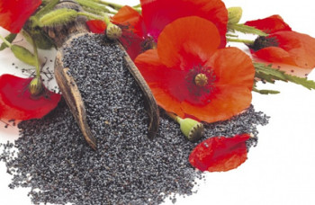 Mak - sjeme zdravlja 