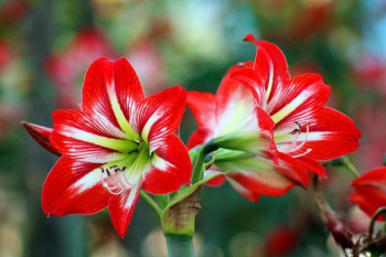 Cvijet koji može iznova cvjetati 75 puta