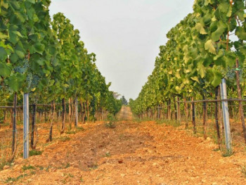 Sve manje novih vinograda u Hercegovini