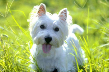 Пет раса паса које могу да држе и алергични на  длаку