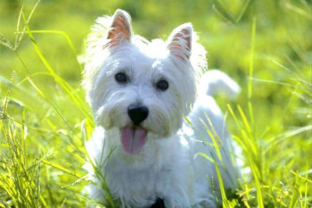 Pet rasa pasa koje mogu da drže i alergični na  dlaku