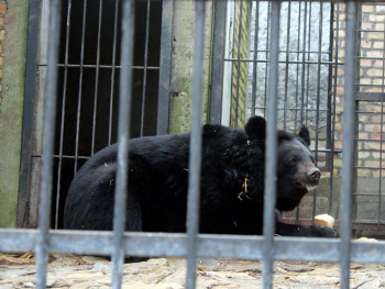 Medvjed Miša najavio proljeće (FOTO)