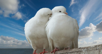 Čudesna djevojka sa golubovima