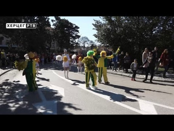 Kad se spoje ljepote Mediterana: Mimoza zamirisala u Trebinju (VIDEO)