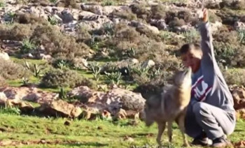 Prijateljstvo iz srca: Dječak ovce čuva sa vukom (VIDEO)
